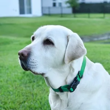 Dogline Waterproof Dog Collar for All Breeds