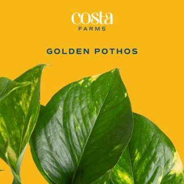 Costa Farms Live Pothos Plant, Easy Care Vining Live Indoor Houseplant, Air Purifying Trailing Plant...