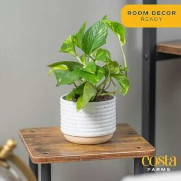 Costa Farms Live Pothos Plant, Easy Care Vining Live Indoor Houseplant, Air Purifying Trailing Plant Potted in Premium Decor Pot, Potting Soil, Gift for Office and Home Decor, 8-Inches Tall