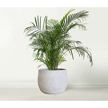 Olly & Rose Barcelona Ceramic Plant Pot - Large 10 Inch