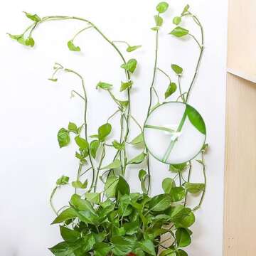 MDSOYOL Plant Climbing Wall Fixture Clips, (100pcs) Plant Fixer Self-Adhesive Hooks for Invisible Wall Vines Plant Fixation Plant Vine Traction Garden Vegetable Plant Binding (B-100 Pcs)
