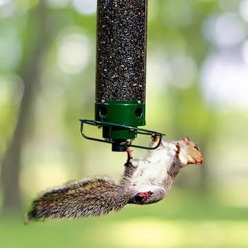 Droll Yankees Squirrel-Proof Bird Feeder for All Birds