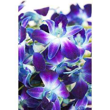 eflowerwholesale - Premium Cut Blue Orchids (10 stems Orchid with Rhinestone Mesh Ribbon Vase)