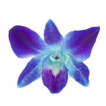 eflowerwholesale - Premium Cut Blue Orchids (10 stems Orchid with Rhinestone Mesh Ribbon Vase)