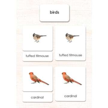 Birds 3-Part Reading Cards for Kids - 36 Educational Cards