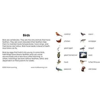 Birds 3-Part Reading Cards for Kids - Educational Fun
