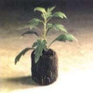 200 Count- Jiffy 7 Peat Soil 42mm Pellets Seeds Starting Plugs: Indoor Seed Starter- Start Planting ...