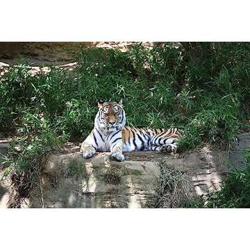 NIKON Z TELECONVERTER TC-2.0X for 2.0X Magnification of Compatible Nikon Z Mirrorless Lenses and Nikon Z Cameras