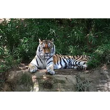 NIKON Z TELECONVERTER TC-2.0X for 2.0X Magnification of Compatible Nikon Z Mirrorless Lenses and Nikon Z Cameras