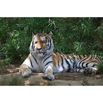 NIKON Z TELECONVERTER TC-2.0X for 2.0X Magnification of Compatible Nikon Z Mirrorless Lenses and Nikon Z Cameras