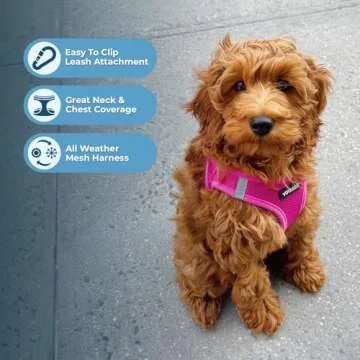 Voyager Step-In Dog Harness - Comfortable & Secure Fit