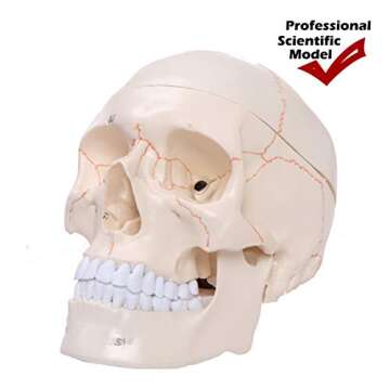 Altratech Human Skull Model Life-Size with Brain Removable Skullcap Professional Grade Anatomical Skull Model for Science Education, with Base (Life-Size)