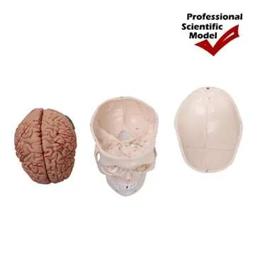 Altratech Human Skull Model Life-Size with Brain Removable Skullcap Professional Grade Anatomical Skull Model for Science Education, with Base (Life-Size)
