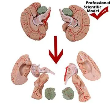 Altratech Human Skull Model Life-Size with Brain Removable Skullcap Professional Grade Anatomical Skull Model for Science Education, with Base (Life-Size)