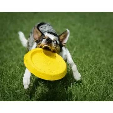 Durable Bluewater Dog Frisbee for Outdoor Adventures