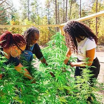 Evo Hemp Organic Protein Bar - Tasty & Vegan Friendly Snack