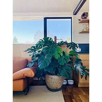 JOYSEUS 51.5" Moss Poles - Eco-friendly Plant Support