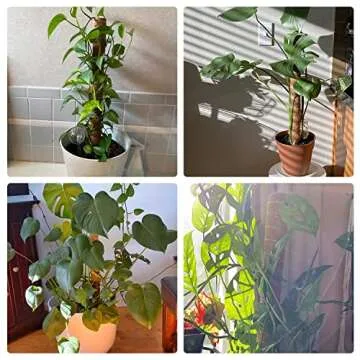 JOYSEUS 51.5" Moss Poles - Eco-friendly Plant Support