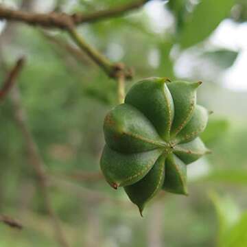 Frontier Co-op Organic Whole Star Anise Pods 1lb
