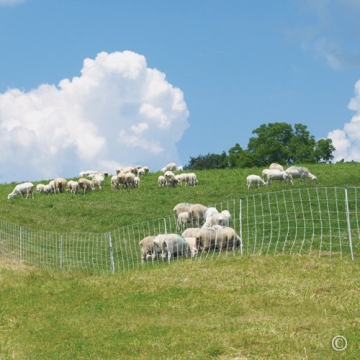 Premier 1 ElectroNet Electric Fence For Sheep & Goats
