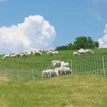 Premier 1 ElectroNet Electric Fence For Sheep & Goats