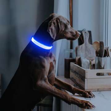 Illumifun LED Dog Collar, Adjustable Dog Light Up Collars, USB Rechargeable Safety Collar Light Glow in The Dark (Blue, Large)