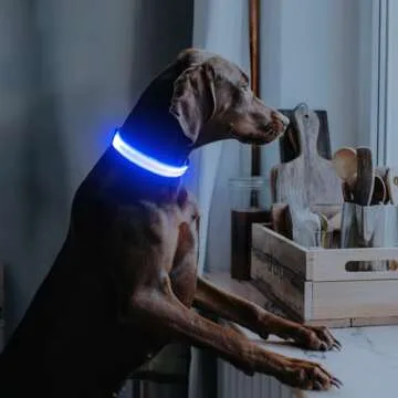 Illumifun LED Dog Collar, Adjustable Dog Light Up Collars, USB Rechargeable Safety Collar Light Glow in The Dark (Blue, Large)