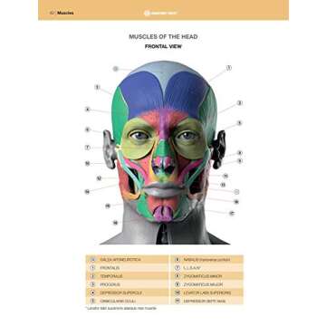 Anatomy of Facial Expression