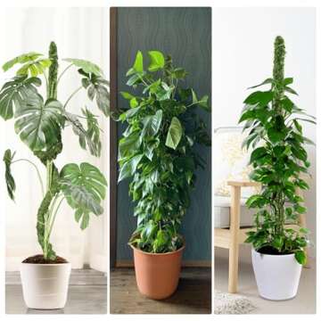 Moss Pole for Monstera Plants - 63 Inch Handmade Support Stick