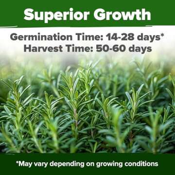 HOME GROWN Rosemary Seeds Bulk Pack - 150 High Germinating Non-GMO Heirloom Culinary Herb Seeds for ...