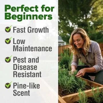 HOME GROWN Rosemary Seeds Bulk Pack - 150 High Germinating Non-GMO Heirloom Culinary Herb Seeds for Planting in Indoor or Outdoor Herb Gardens - USA Sourced (Salvia rosmarinus)