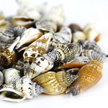 Super Z Outlet Sea Shells Mixed Beach Seashells - Various Sizes up to 2" Shells -Bag of Approx. 50 Seashells