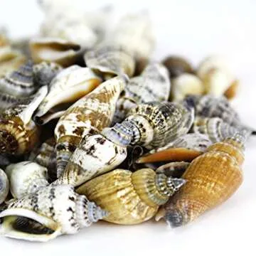 Super Z Outlet Sea Shells Mixed Beach Seashells - Various Sizes up to 2" Shells -Bag of Approx. 50 Seashells