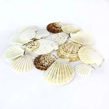 Super Z Outlet Sea Shells Mixed Beach Seashells - Various Sizes up to 2" Shells -Bag of Approx. 50 Seashells