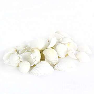 Super Z Outlet Sea Shells Mixed Beach Seashells - Various Sizes up to 2" Shells -Bag of Approx. 50 Seashells
