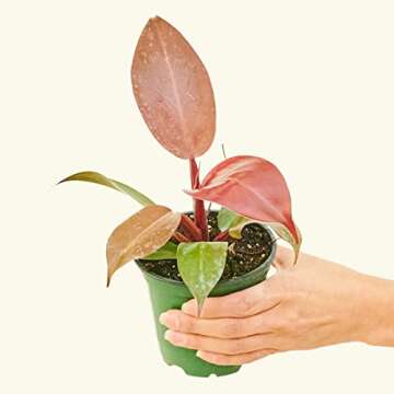 Rooted Philodendron Imperial Red, Philodendron Erubescens, Live Indoor, Home Decor, Easy to Grow, Ea...