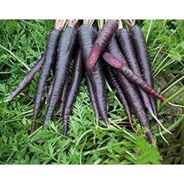 Seeds Market Rare Organic Dark Purple Carrot Edible, 100 seeds, nutritious and healthy vegetables