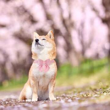 Maca Bates Dog Collar with Pink Bow Bowtie for Dogs Solid Colors Sailor Bow Tie Adjustable Breakaway Girly Cherry Collars Birthday Gift for Small Medium Large XL Girl Female Boy Male Puppy Pet