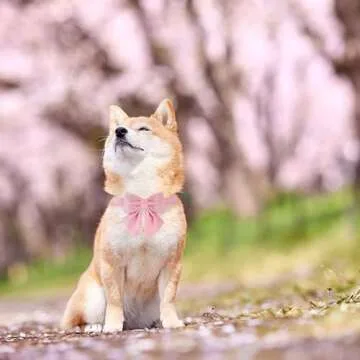 Maca Bates Dog Collar with Pink Bow Bowtie for Dogs Solid Colors Sailor Bow Tie Adjustable Breakaway Girly Cherry Collars Birthday Gift for Small Medium Large XL Girl Female Boy Male Puppy Pet