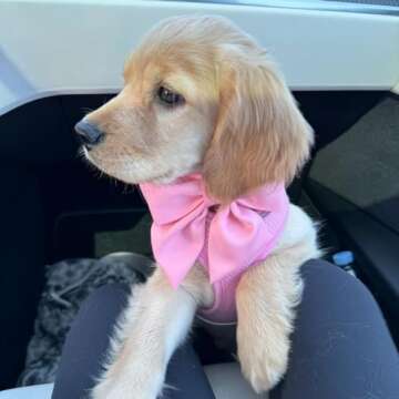 Maca Bates Dog Collar with Pink Bow Bowtie for Dogs Solid Colors Sailor Bow Tie Adjustable Breakaway Girly Cherry Collars Birthday Gift for Small Medium Large XL Girl Female Boy Male Puppy Pet