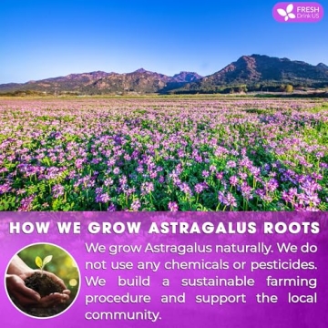 Astragalus Root Herbal Tea - 55 Tea Bags, 100% Natural