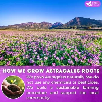 Astragalus Root Herbal Tea - 55 Tea Bags, 100% Natural