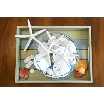 White Sand Dollars 3"-3.5" - Natural Beach Decor Set