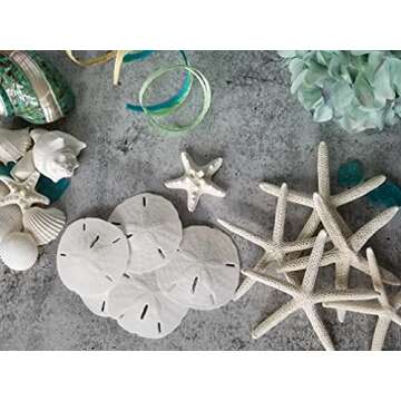 White Sand Dollars 3"-3.5" - Natural Beach Decor Set