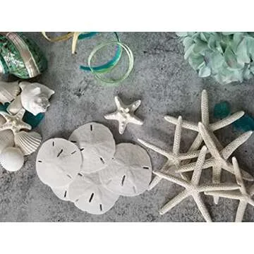 White Sand Dollars 3"-3.5" - Natural Beach Decor Set