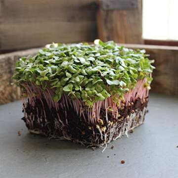 Radish Sprouting Seed - Red Arrow Variety - 1 Lb Seed Pouch - Heirloom Radish Sprouts - Non-GMO Sprouting and Microgreens