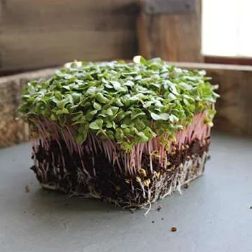 Radish Sprouting Seed - Red Arrow Variety - 1 Lb Seed Pouch - Heirloom Radish Sprouts - Non-GMO Sprouting and Microgreens