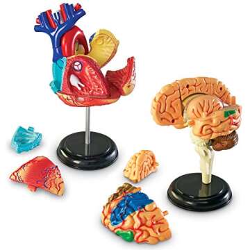 Learning Resources Anatomy Models Bundle Set, Brain, Body, Heart, Skeleton, Classroom Demonstration ...