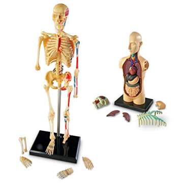 Learning Resources Anatomy Models for Biology Enthusiasts