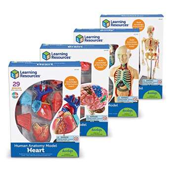 Learning Resources Anatomy Models for Biology Enthusiasts